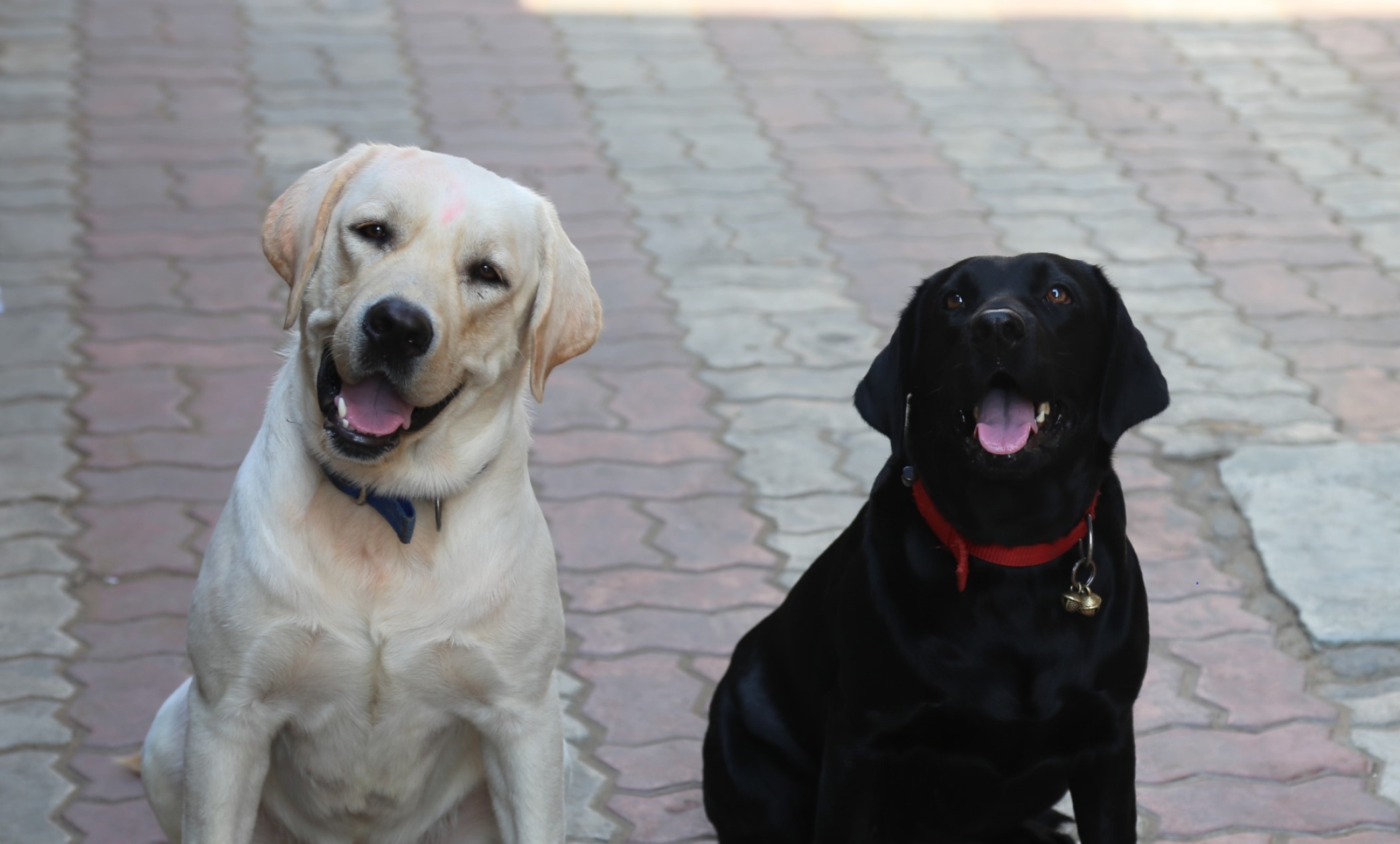 Anand online dog hospital